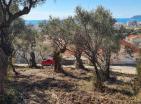 Działka w barze 620 m2 z panoramicznym widokiem na morze i drzewami oliwnymi
